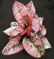 Promo bibit bonggol aglonema ruby fanta