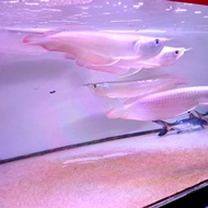 ikan arwana silver red 20.22 cm