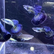 ［Buy 3pair Free 1pair］Blue dragon guppy Fish live fish aquarium - 1pair