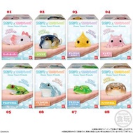 〘全套/散賣〙BANDAI 爬蟲類 兩棲類 海洋生物 Friends 六角恐龍 蠑螈 山椒魚 雞泡魚 河魨 烏賊 樹蛙 饅頭蛙 閃亮 光澤系列 盒蛋 食玩 玩具 現貨 (全8種) うるツヤてのりフレン