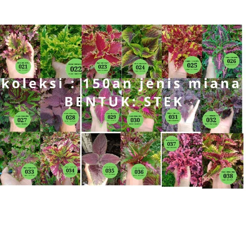 MIANA 50 jenis tanaman hias miana bentuk stek | miana |miana |coleus