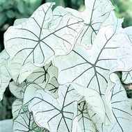 UtopiaSeeds Dwarf Candidum Jr Caladium Bulb - Fancy Leaf Caladium - 1 Caladium Root