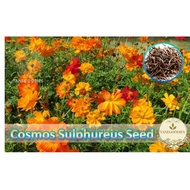 25pcs Seed Sulfur Cosmos Yellow Orange Flower Biji Benih Bunga Cosmos Sulphureus 硫华菊种子