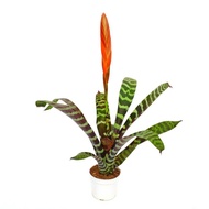 TKP , Flaming Sword Bromeliad , Bromeliad Tiger , Indoor Plant , Unique Plant ,Rare Plant , Easy Care Plant ,积水鳳梨