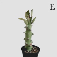 zac.culent - Euphorbia caducifolia (Succulent Cactus)