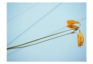 明信片 攝影  message  三張組  枯萎的香雪蘭 & 黃色花朵