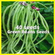 Dwarf Green Long Beans Seeds เมล็ดพันธุ์ถั่วฝักยาว - รับประกันสายพันธุ์แท้ 100 % 40 เมล็ด เมล็ดพันธุ์ ถั่วฝักยาว Cowpea Seeds Organic Vegetable Seeds for Planting Long Beans Plant Seeds เมล็ดผักต่างๆ เมล็ดบอนสี เมล็ดพันธุ์ถั่ว บอนสีราคาถูกๆ เมล็ดพันธุ์พืช