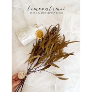 Eucalyptus Leaves Preserved•