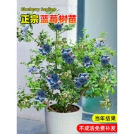 ♞,♘Anak benih pokok blueberry anak benih blueberry anak pokok besar dalam pasu penanaman tanah selat