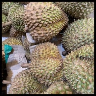 Durian Montong Utuh 3 Kg Segar &amp; Fresh