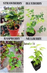 GM4U-Berries plant Raspbery Mulbery Strawbery Blueberry Pelbagai jenis anak pokok beri