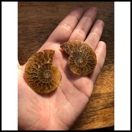 Ammonite fossil stone /natural crystal stone