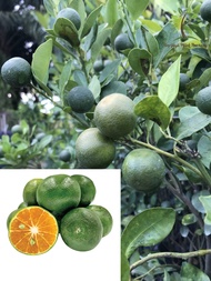 Berjaya Plant Nursery - Pokok Limau Kasturi(Pokok Buah Hidup/Buah-buahan/Real Live Fruit Tree)