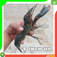BAGUS Indukan Lobster Air Tawar Jumbo ukuran 6 inci up Limited
