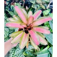 Bromeliad Neoregelia