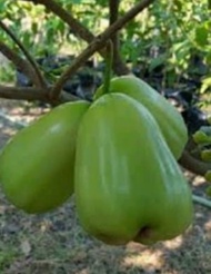 Bibit Tanaman Jambu Air Super Green Biji Kecil