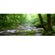 OERJU 30x12 inches Rainforest Terrarium Background Deep Forest Tank Aquarium Background Sunny Stream