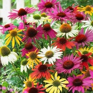 #Echinacea purpurea flower seeds 20pcs#松果菊种子20pcs