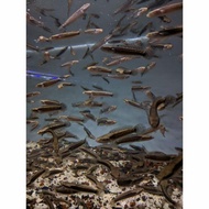 Channa Channa Blue Pulchra Size 3-4 Cm Gabus Hias