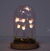 玻璃罩鬱金香夜燈 Tulip Glass Dome light
