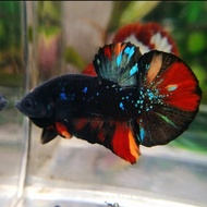 IKAN CUPANG HIAS AVATAR KALIMAYA NEMO TOP GRADE PREMIUM BETTA QUALITY