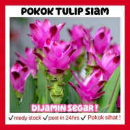 RINA • pokok tulip siam • curcuma alismatifolia lilies turmeric kunyit flower bunga live plant outdo