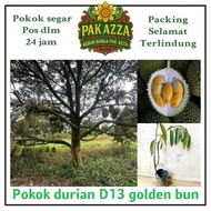 AZZA pokok durian D13 golden bun hibrid cepat berbuah kawin manis berlemak segar kebun tanaman sedap