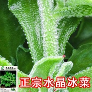 Greening、Grow up Easily Shaohanzheng Brown Ice Seeds Autumn Potted Vegetables Crested Wheatgrass Seedlings Four Seasons