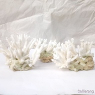 Decorative Sea Coral Aquarium Decoration (002)