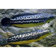Ready JT ikan gabus toman 20cm