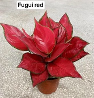 Aglaonema Fuji Red Single Stem  buy one get one free，50 seeds (not  plants)