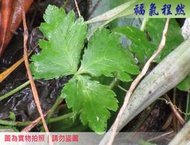 [福氣程然]  新鮮野生山芹菜 鴨兒芹 三葉芹 三葉山芹菜 山芹 ｜(小農自家生長)