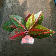Tanaman aglonema stardust merah / aglonema stardust remaja sedang