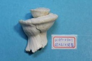 superlin30 a157-0301 瑪娃花仙螺 (45*41*34 mm)