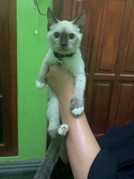 Kucing Himalayan short hair