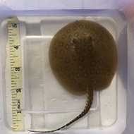 Ikan pari motoro stingray