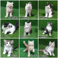 Ready Jual Anak Kucing Kitten Persia Angora Anggora Bulu Lebat Panjang