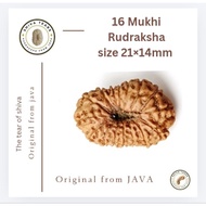 16 Mukhi Rudraksha size 21×14mm (C2)