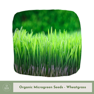 [Go Green] Wheatgrass Seeds - Organic Microgreen Seeds