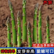Asparagus Seeds Purple Asparagus Seeds Vegetable Seeds Family Balcony Southern Four Seasons Easy to Plant Pot Collection