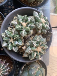 原地養定4頭龜甲牡丹群