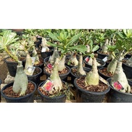 POKOK BUNGA KEMBOJA ADENIUM HIDUP SEKALI PASU & TAG