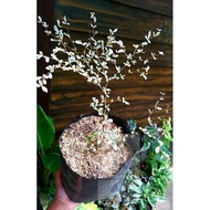 ♞,♘Variegated African Talisay rare