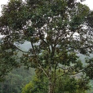 Baja Khas Pokok Durian 3 kg ( LEKATKAN BUTIK DAN BANYAKKAN BUAH)