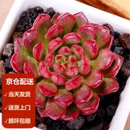 Moyi（MOYI）Succulent plant Golden Leaf Star Beauty Succulent Combination Green Plant Flower Pot Succulent Pot