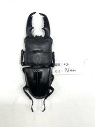Dorcus titanus mindanaoensis.民答那峨扁鍬形蟲(76mm) 02