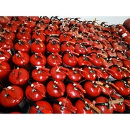🧯 9KG ABC 2nd Hand Fire Extinguisher (Over 10 Years-CANNOT APPLY BOMBA LESEN)  9KG Pemadam Api ABC T