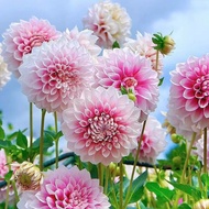Dahlia Planting Ball Four Seasons Flower Potted Plant Indoor Outdoor Planting Dahlia Sweet Potato Pe
