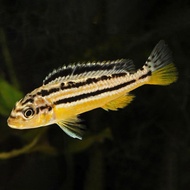 Ikan Siklid Chiclid Niasa
