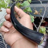 pipa tanduk kerbau asli pipa roko tanduk kerbau pipa rokokk tanduk jumbo